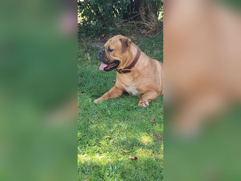 Continental Bulldog Welpen aus Hobbyzucht