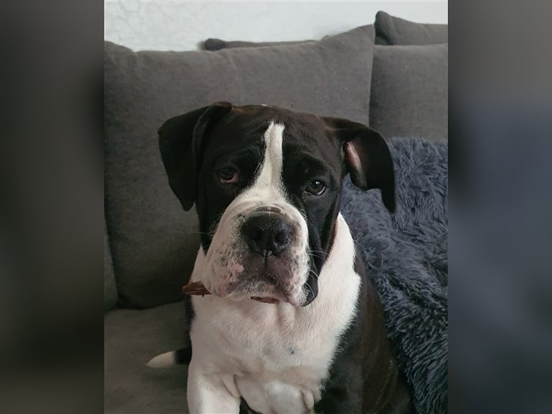 Continental Bulldog Welpen aus Hobbyzucht