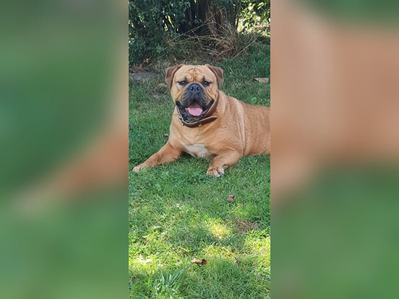 Continental Bulldog Welpen aus Hobbyzucht