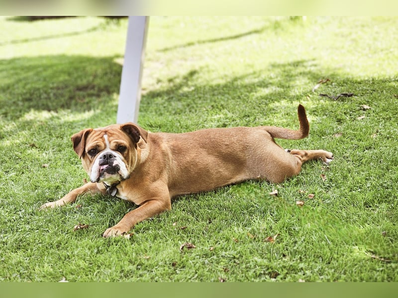 Continental Bulldogge Hündin