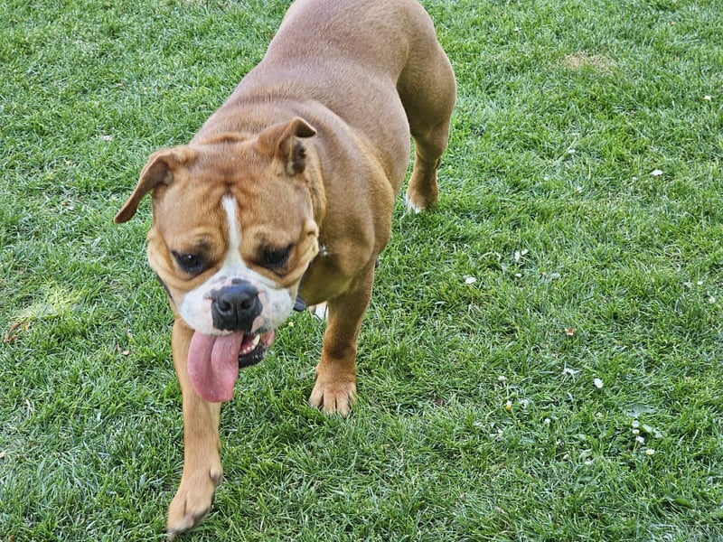 Continental Bulldogge Hündin