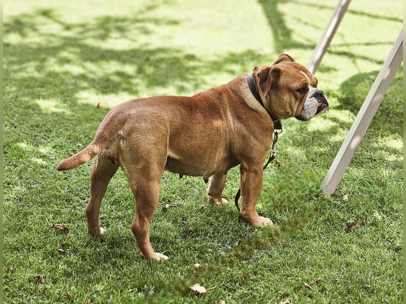 Continental Bulldogge Hündin