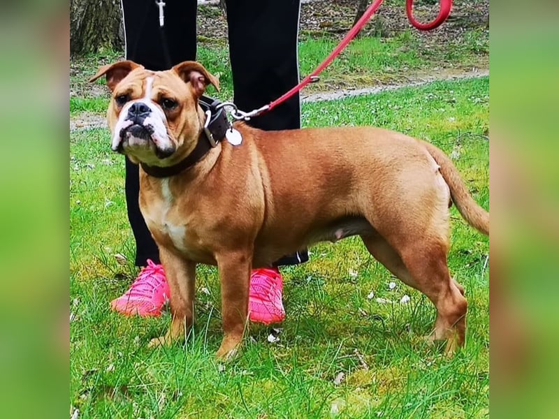Continental Bulldogge Hündin