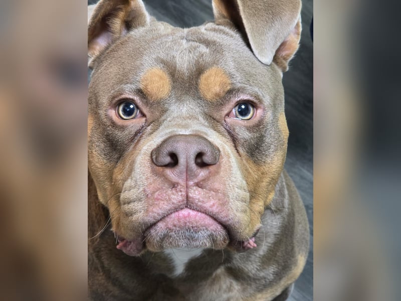 Ich suche ein neues Zuhause