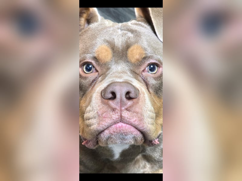 Ich suche ein neues Zuhause