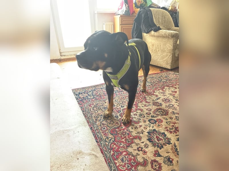 Lieber Hund in gute Hände abzugeben