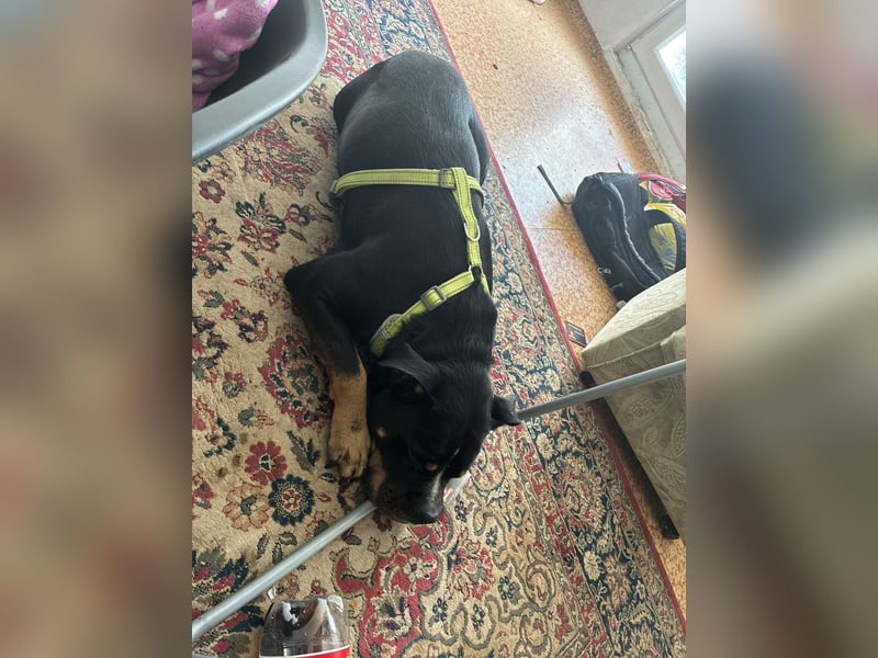 Lieber Hund in gute Hände abzugeben