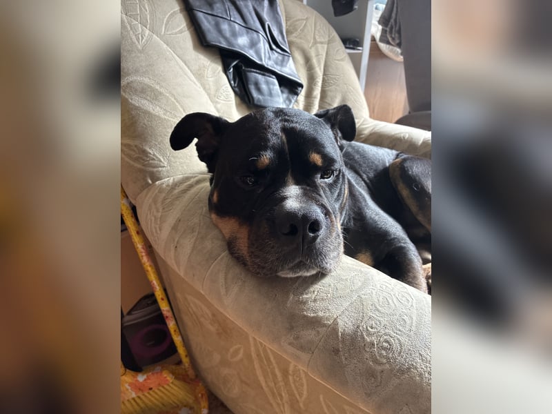 Lieber Hund in gute Hände abzugeben