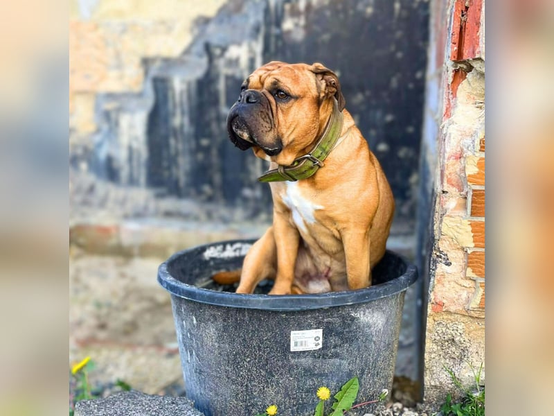 Marley - ist menschenbezogen