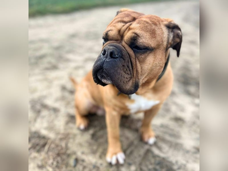 Marley - ist menschenbezogen