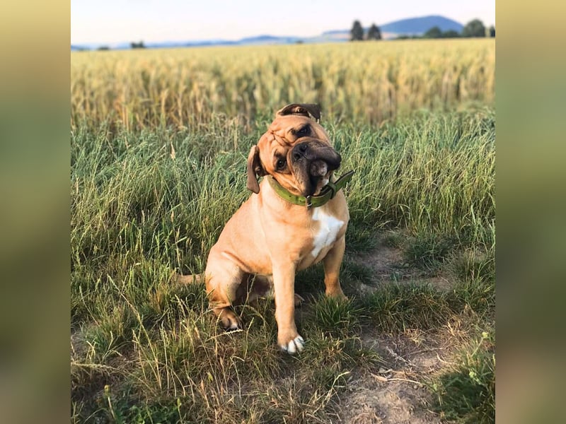 Marley - ist menschenbezogen