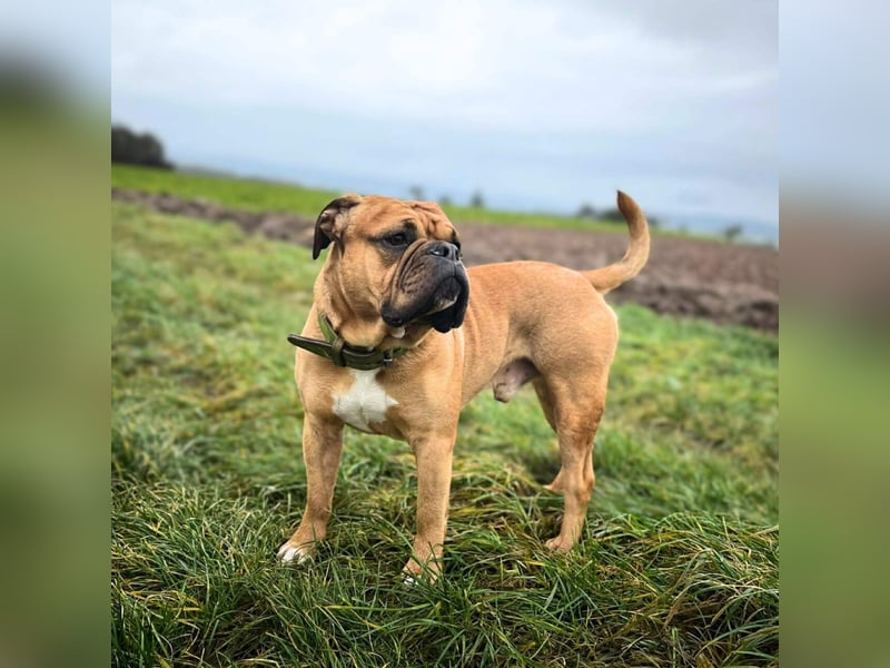 Marley - ist menschenbezogen