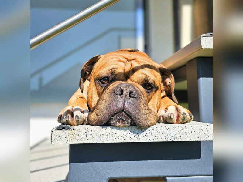 Marley - ist menschenbezogen