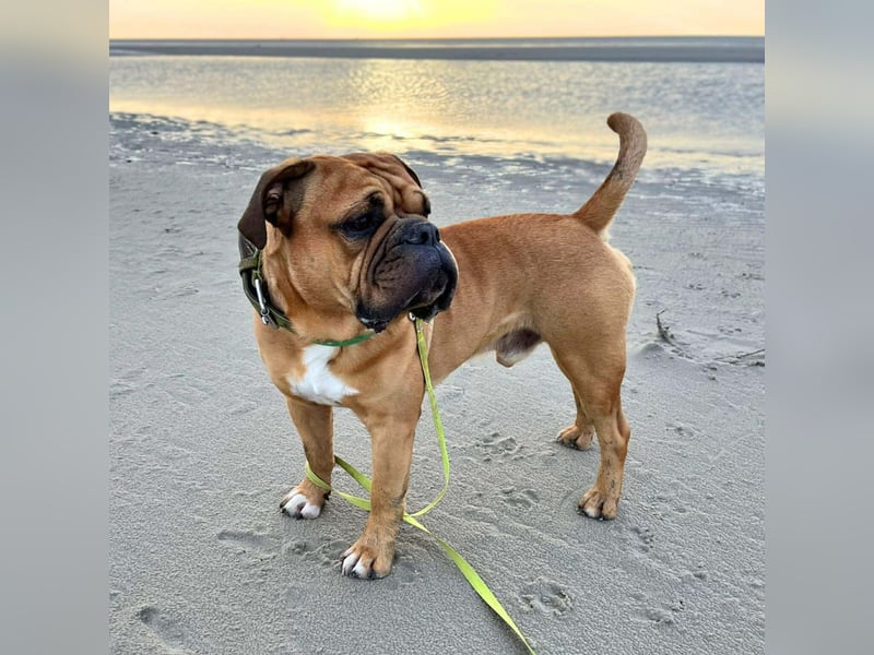 Marley - ist menschenbezogen