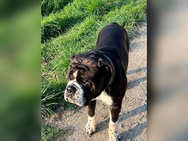 Continental Bulldogs "Von der Verings Mühle" Hobby-Zucht
