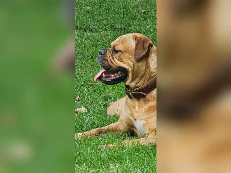 Continental Bulldogs "Von der Verings Mühle" Hobby-Zucht