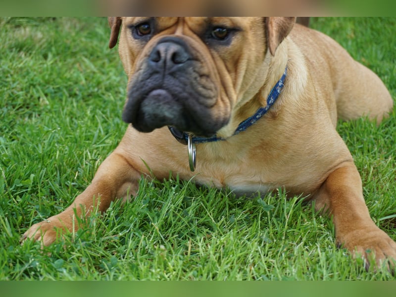 Continental Bulldogs "Von der Verings Mühle" Hobby-Zucht