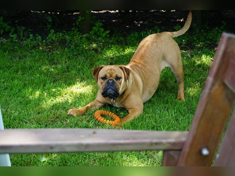 Continental Bulldogs "Von der Verings Mühle" Hobby-Zucht