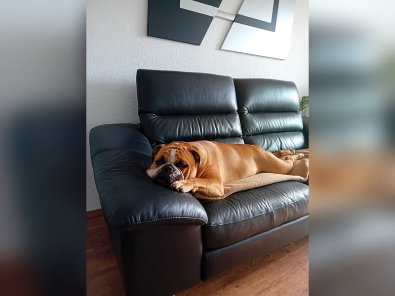 Neues Zuhause für Conti Bulldogge Baxter (2,5 Jahre)