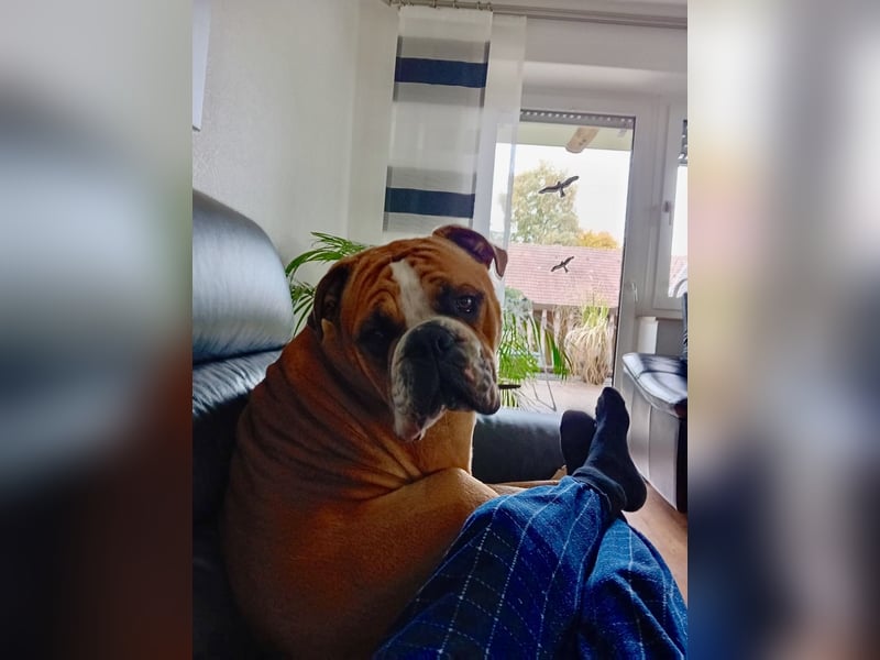 Neues Zuhause für Conti Bulldogge Baxter (2,5 Jahre)
