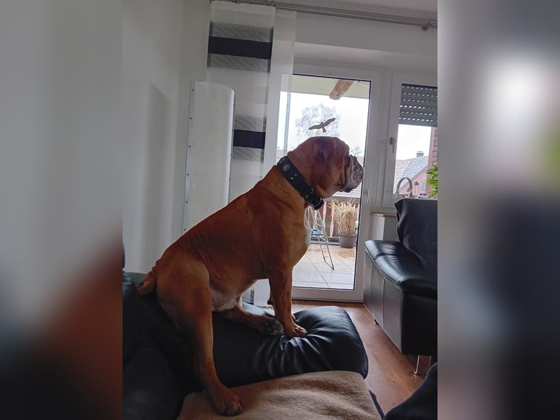 Neues Zuhause für Conti Bulldogge Baxter (2,5 Jahre)