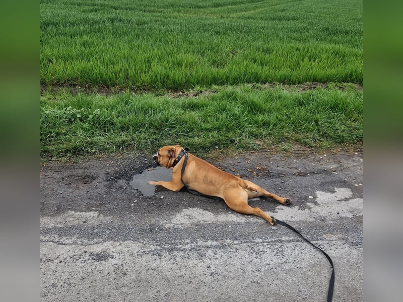 Neues Zuhause für Conti Bulldogge Baxter (2,5 Jahre)