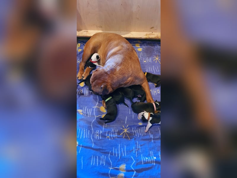 Continental Bulldogs "Von der Verings Mühle" Hobby-Zucht
