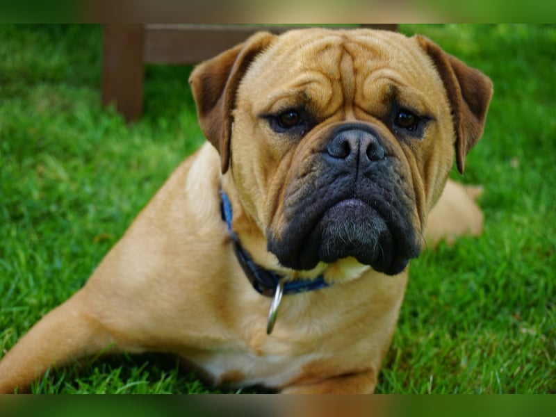 Continental Bulldogs "Von der Verings Mühle" Hobby-Zucht