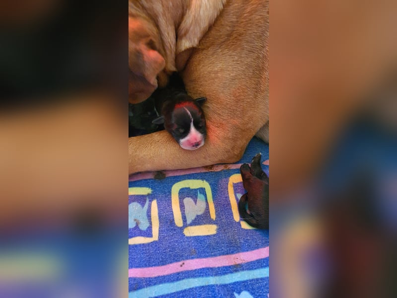 Continental Bulldogs "Von der Verings Mühle" Hobby-Zucht