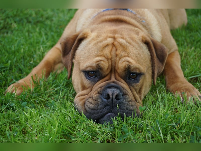 Continental Bulldogs "Von der Verings Mühle" Hobby-Zucht