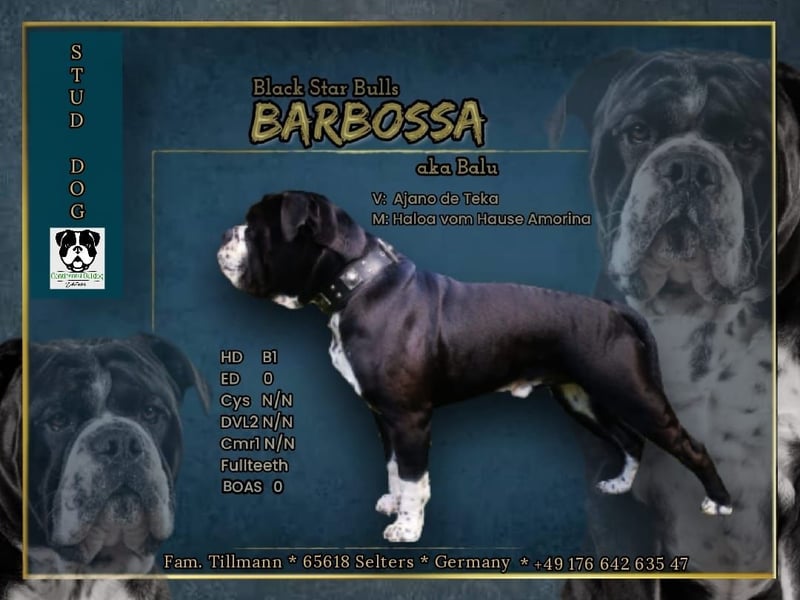 Continental Bulldogs "Von der Verings Mühle" Hobby-Zucht