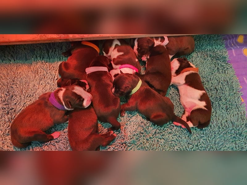 Continental Bulldogs "Von der Verings Mühle" Hobby-Zucht