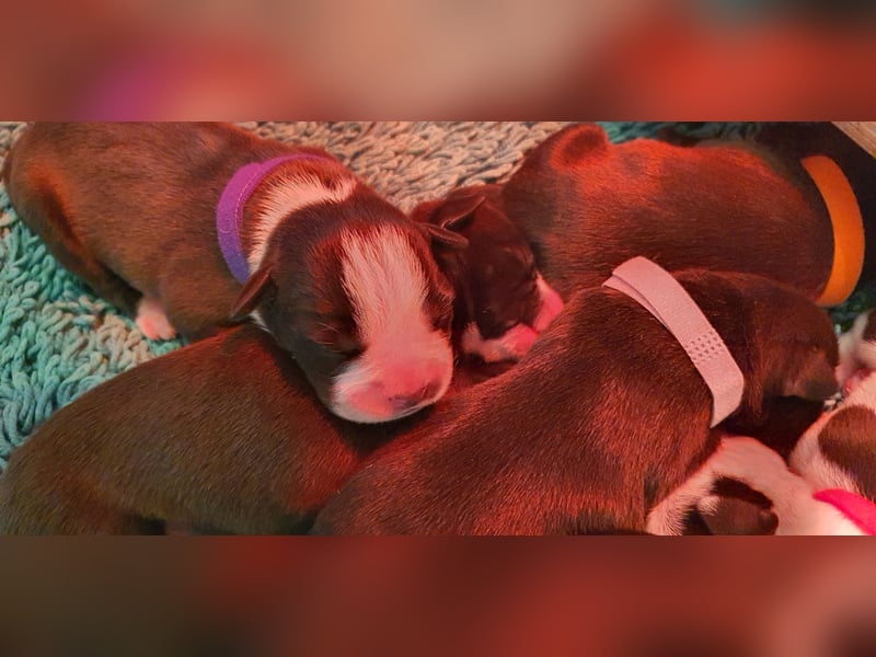 Continental Bulldogs "Von der Verings Mühle" Hobby-Zucht