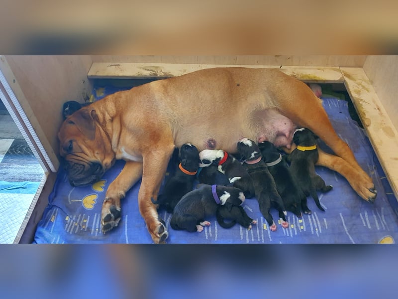 Continental Bulldogs "Von der Verings Mühle" Hobby-Zucht