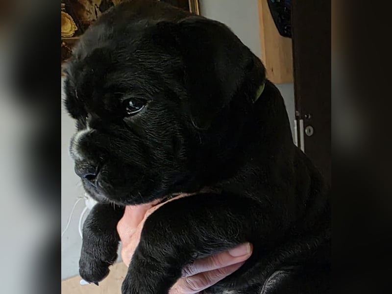 Continental Bulldogs "Von der Verings Mühle" Hobby-Zucht