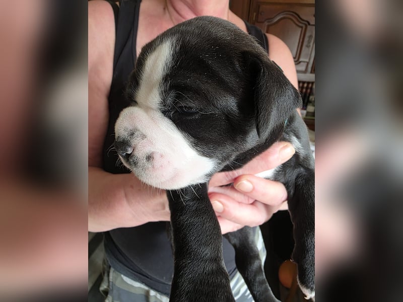 Continental Bulldogs "Von der Verings Mühle" Hobby-Zucht