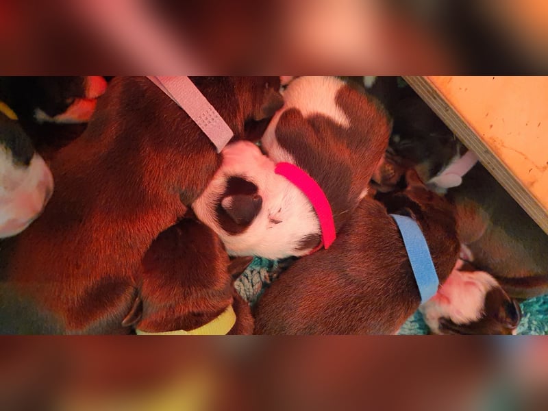 Continental Bulldogs "Von der Verings Mühle" Hobby-Zucht