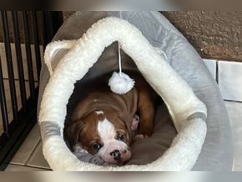 Continental Bulldog Welpen