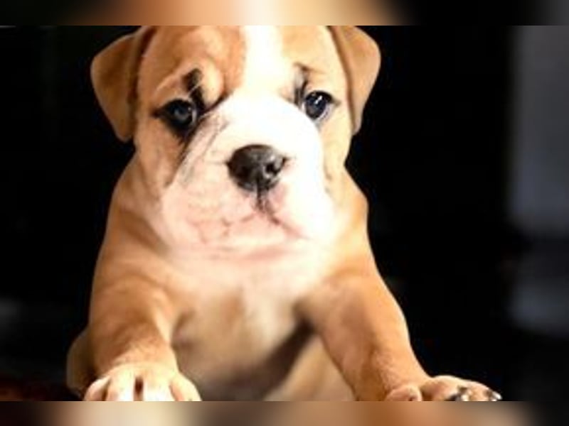 Continental Bulldog Welpen