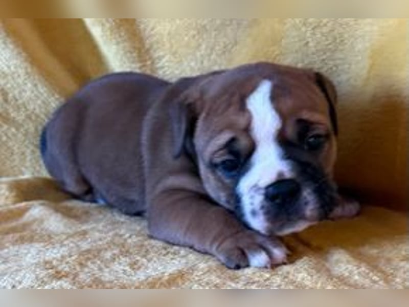 Continental Bulldog Welpen