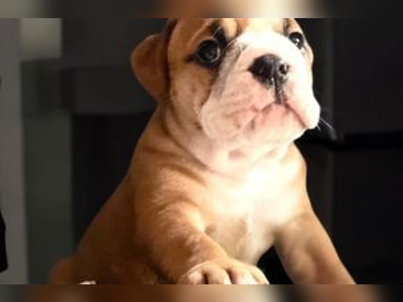 Continental Bulldog Welpen
