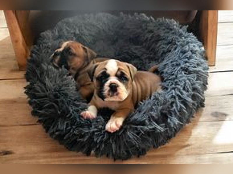 Continental Bulldog Welpen