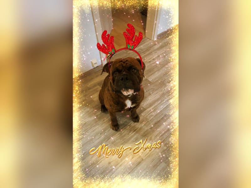 Freddy sucht ein liebevolles Zuhause