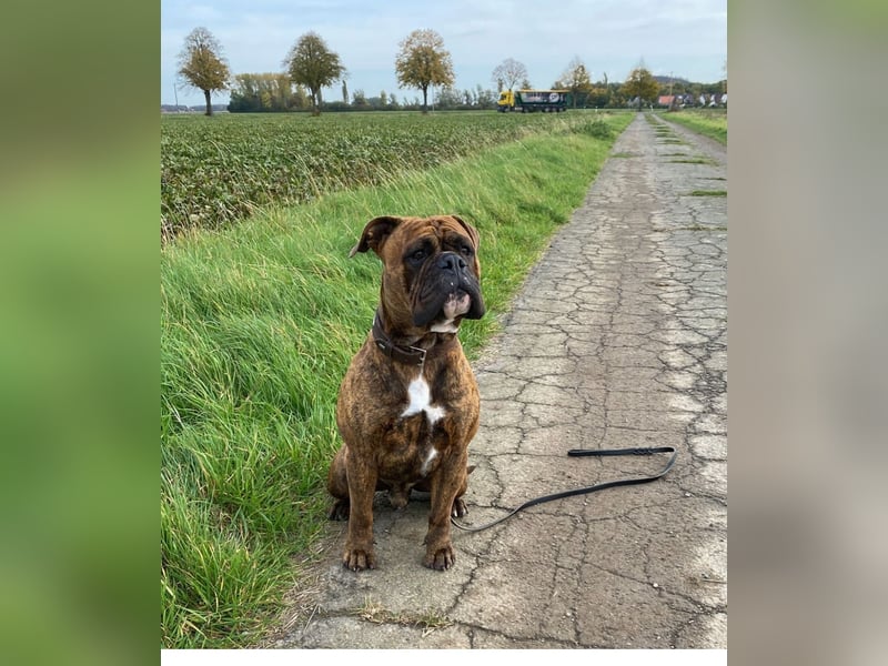 Freddy sucht ein liebevolles Zuhause