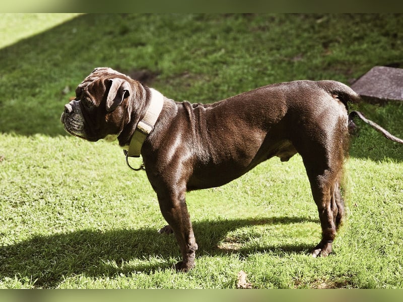 Deckrüden Continental Bulldogge