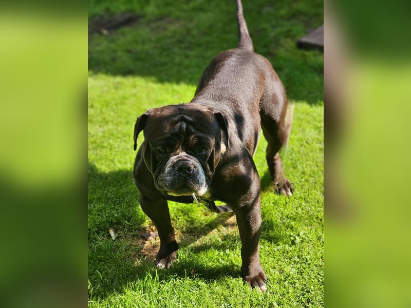 Deckrüden Continental Bulldogge