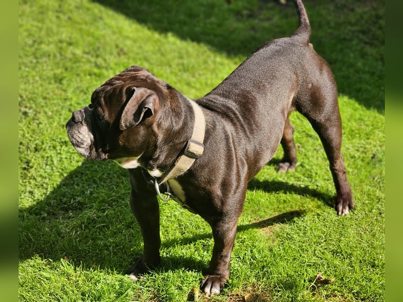 Deckrüden Continental Bulldogge