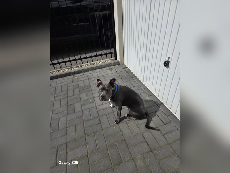 Continental Bulldogge Mix
