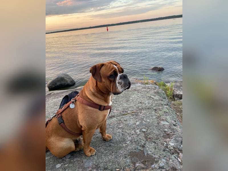  Continental Bulldog Rüde „Floki“ sucht neues liebevolles Zuhause 