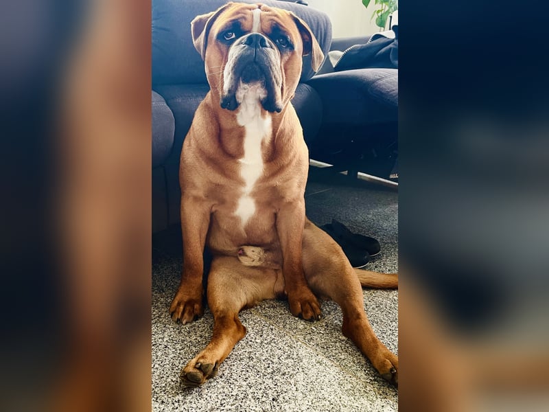  Continental Bulldog Rüde „Floki“ sucht neues liebevolles Zuhause 